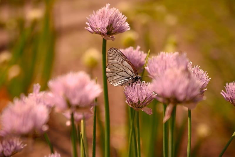 Butterfly Effect Mitigation